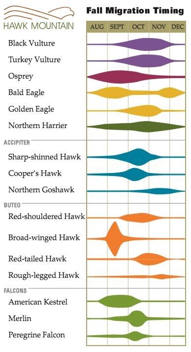 Autumn Hawk Migration | Hawk Mountain Sanctuary: Learn Visit Join