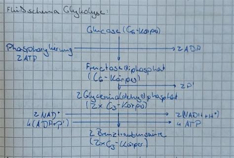 3 Klausur Bio Karteikarten Quizlet