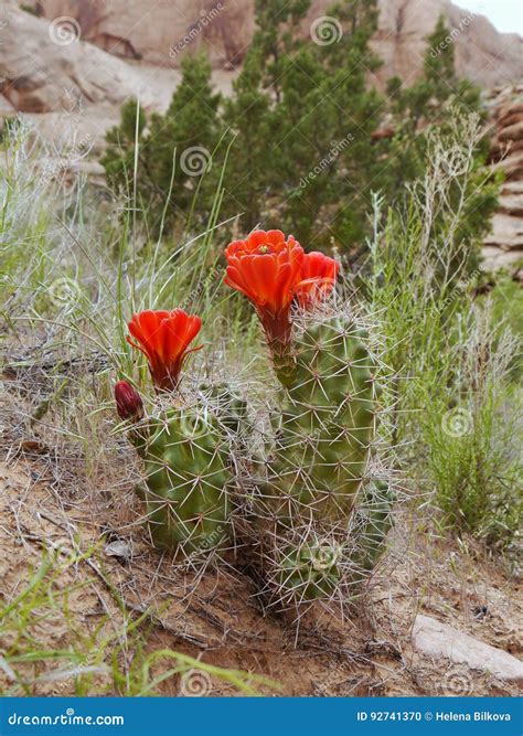 Desert Cactus Flowers stock photo. Image of wild, nature - 92741370