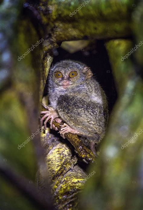 El tarsier espectral en el árbol Nombre científico Tarsius spectrum