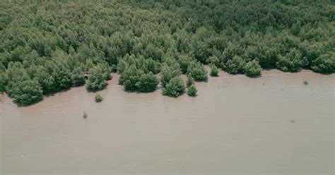 green mangrove forest in tropical rainforest, Nature Stock Footage ft ...