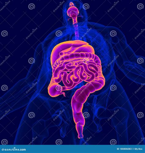 3d Illustration Human Digestive System Anatomy Stock Illustration