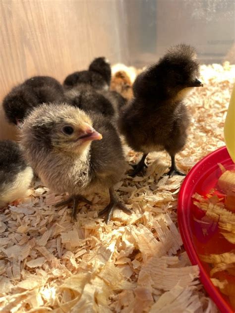 First Time Hatching Chickens At Home Here S What You Need To Know