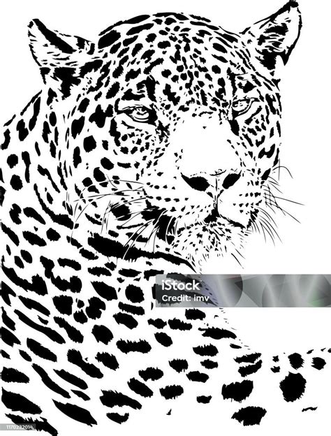 Jaguar Portrait In Black And White Stock Illustration Download Image