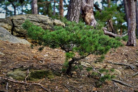 Small Pine Tree · Free Stock Photo