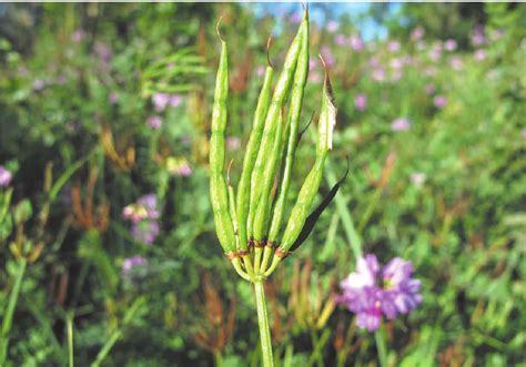 绣球小冠花 民勤沙生植物园植物 图片