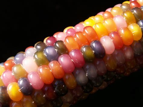 This Rainbow Corn Actually Exists Here S How Sciencealert