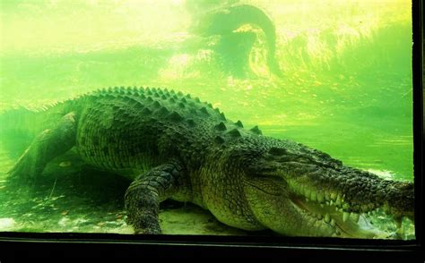 Crocodylus Porosus Maximo The Saltwater Crocodile From Flickr