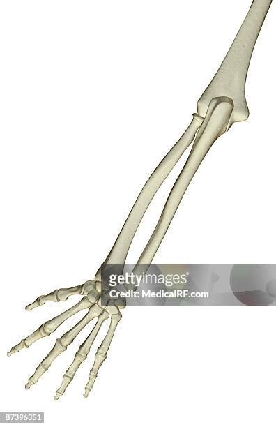 Wrist Forearm Anatomy Photos And Premium High Res Pictures Getty Images