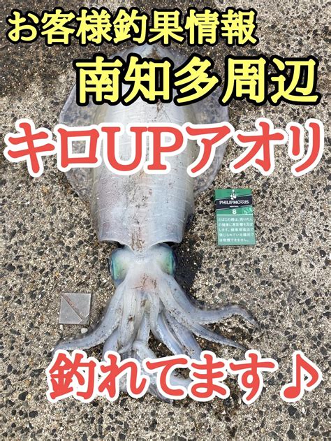 【お客様釣果情報 待望のアオリイカ情報】南知多周辺でキロupアオリ出現中 【イシグロ鳴海店】｜釣具のイシグロ 釣り情報サイト