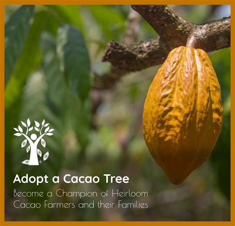 Adopt a Cacao Tree - Belize Foundation for Research and Environmental ...