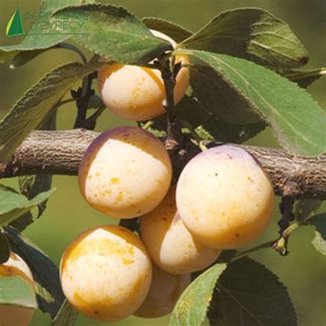 Prunier Mirabelle De Nancy Prunus Domestica