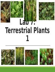 Lab 5 Terrestrial Plants 1 1 Pptx Lab 7 Terrestrial Plants 1