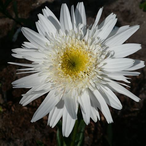 Leucanthemum X Superbum Wirral Supreme K Mpemargurit Krysanthemum