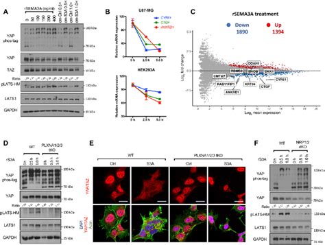 Sema Induces Yap Taz Phosphorylation And Inactivation A Sema A