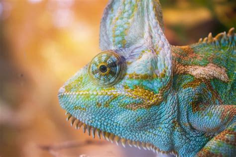 Colorful Facts About Chameleons Interesting Facts