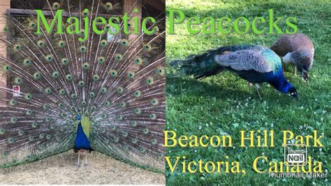 Majestic Peacocks 🦚 At Beacon Hill Park L Victoria British Columbia