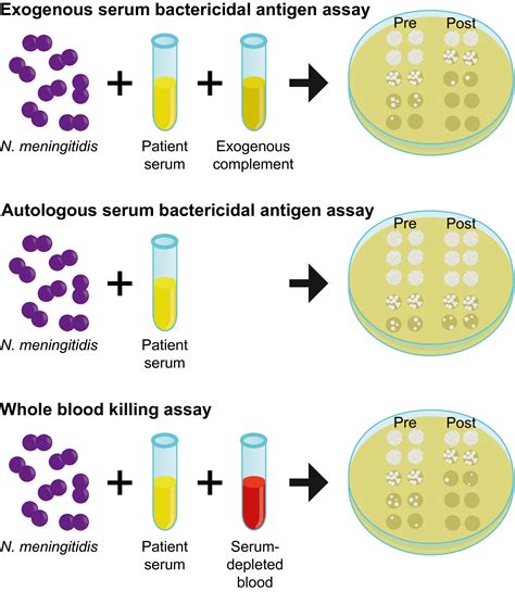 Multi‐component Meningococcal Serogroup B Menb ‐4c Vaccine Induces Effective Opsonophagocytic