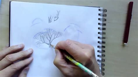 Heartwarming Tips About How To Draw A Deciduous Forest Warningliterature