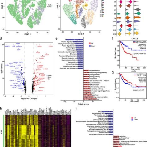 Cellular And Molecular Heterogeneity Of Fibroblasts In Cc A Tsne Plot