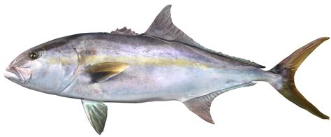 Amberjack Pelagic Color