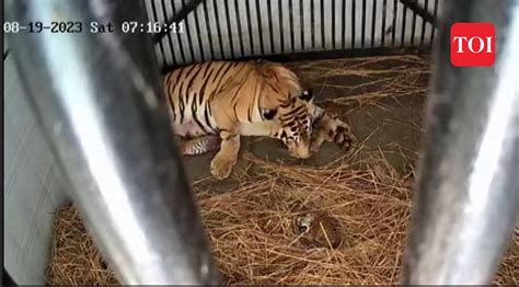 Wildlife Tigress ‘rica Gives Birth To 3 Cubs At Bengal Safari In