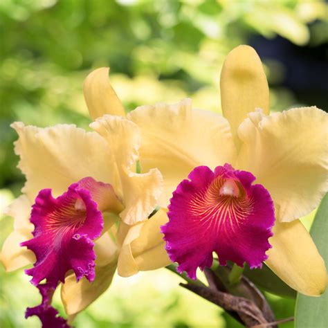 Orquidea Cattleya Primavera Garden Florianopolis Primavera Garden Center