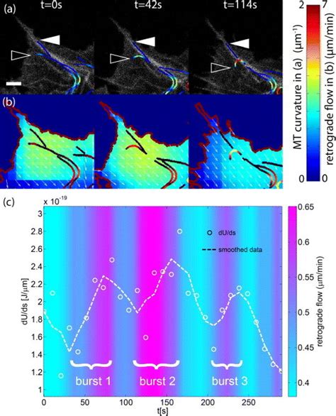 Correlation Between Retrograde Actin Flow And Mt Deformation A Actin