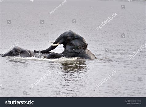 Elephants Having Sex Chobe River Chobe Stock Photo Shutterstock