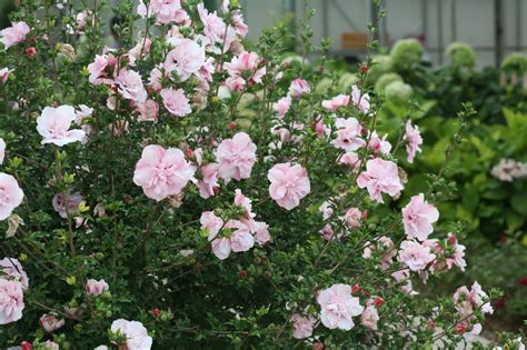 Proven Winners® Shrub Plantshibiscus Pink Chiffon Rose Of Sharon