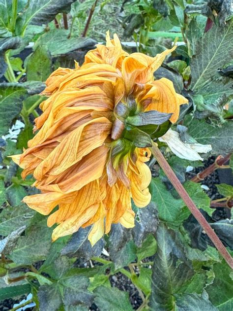 WHEN TO DIG UP DAHLIA TUBERS Growhappierplants