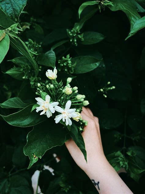 Plants with Dark Green Leaves · Free Stock Photo