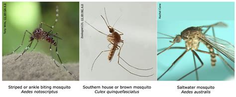 Introduced mosquito species — Science Learning Hub