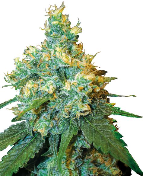 Jack Herer Feminized Seeds Sensi Seeds Uk