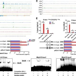 Bmal1 Regulates Ugt1a1 And Mrp2 Transcription ChIP Sequencing For