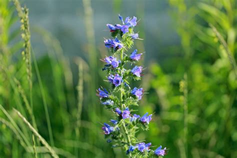 10 Reasons To Grow Hyssop In Your Garden