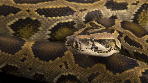 How To Take Care Of A Burmese Python | lagoncatinfo