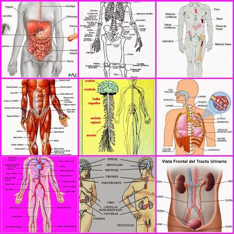 Sistemas Y Aparatos Del Cuerpo Humano Presentacion