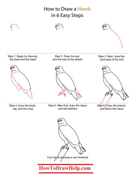 How To Draw A Hawk Step By Step Tutotrial Bird Drawings Drawings