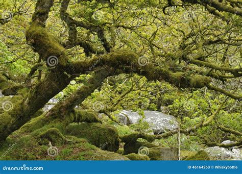 Wistman s Wood stock photo. Image of devon, dartmoor - 46164260