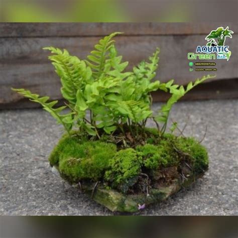 Jual Tanaman Aquascape Pakis Air Media Batu Pakis Air Tanaman