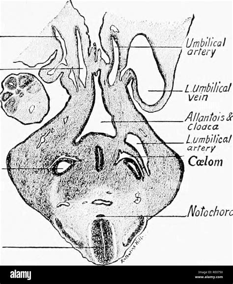 A Laboratory Manual And Text Book Of Embryology Embryology The Vein