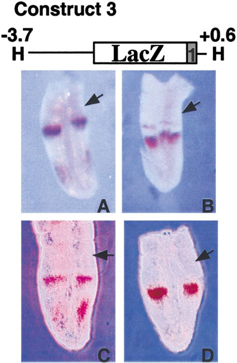 Clock Regulatory Elements Control Cyclic Expression Of Lunatic Fringe