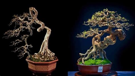 Inspirasi Bonsai Asam Jawa Tamarind Bonsai Youtube