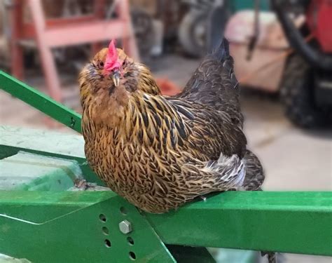 The Life And Times Of Betty The Transgender Chicken Spontaneous Sex