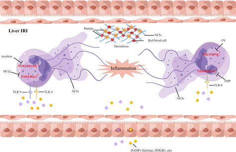 Frontiers Neutrophil Extracellular Traps And Complications Of Liver