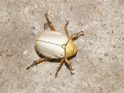 A Close Up Of A Bug On The Ground