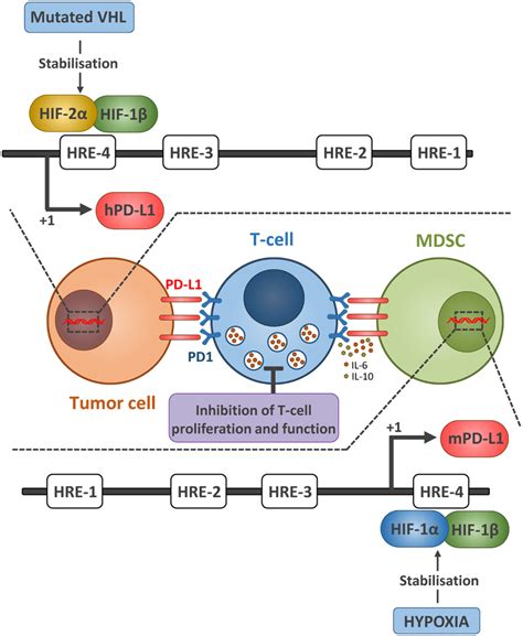 Hypoxia Via Hif And Hif Regulates The Expression Of Pd L