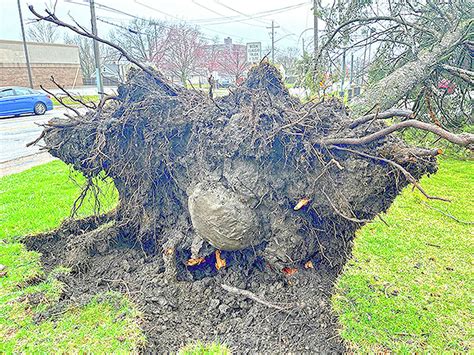 Remove Burlap To See Trees Thrive