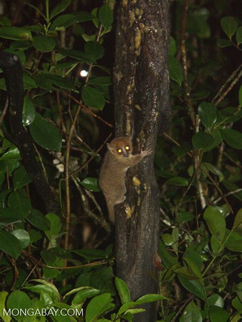 Microcebus Rufus Brown Mouse Lemur Ranomafana N P Microcebus